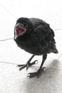 JX̎q